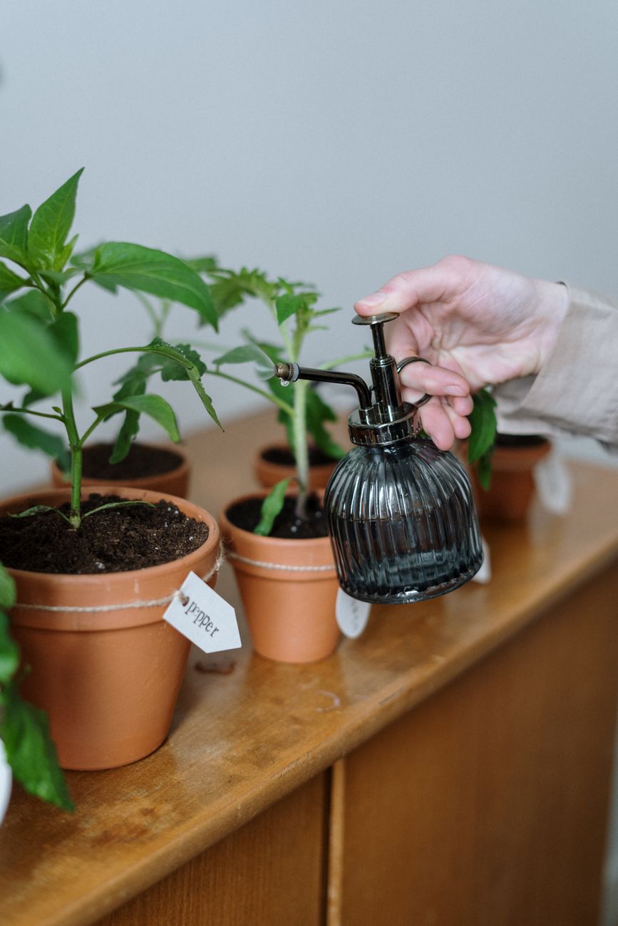 bottom watering potted plant