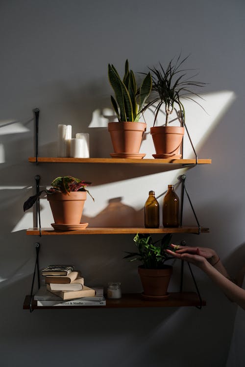 Person Holding Brown Wooden Shelf With Green Plants