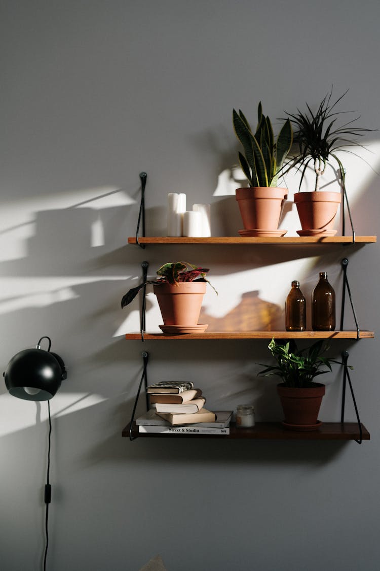 Green Potted Plant On Brown Wooden Shelf