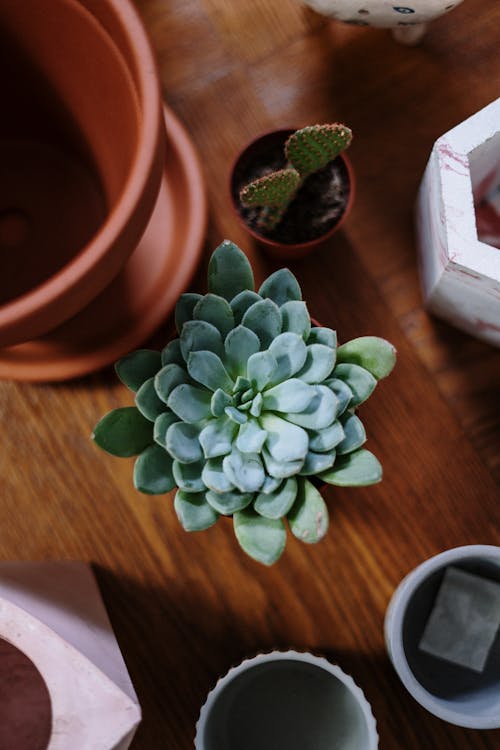Free Green Succulent Plant on Brown Clay Pot Stock Photo