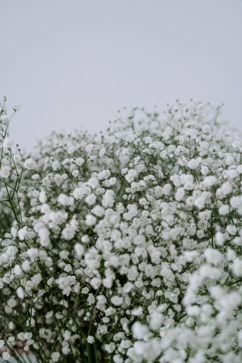 Free White Flowers Under Blue Sky Stock Photo