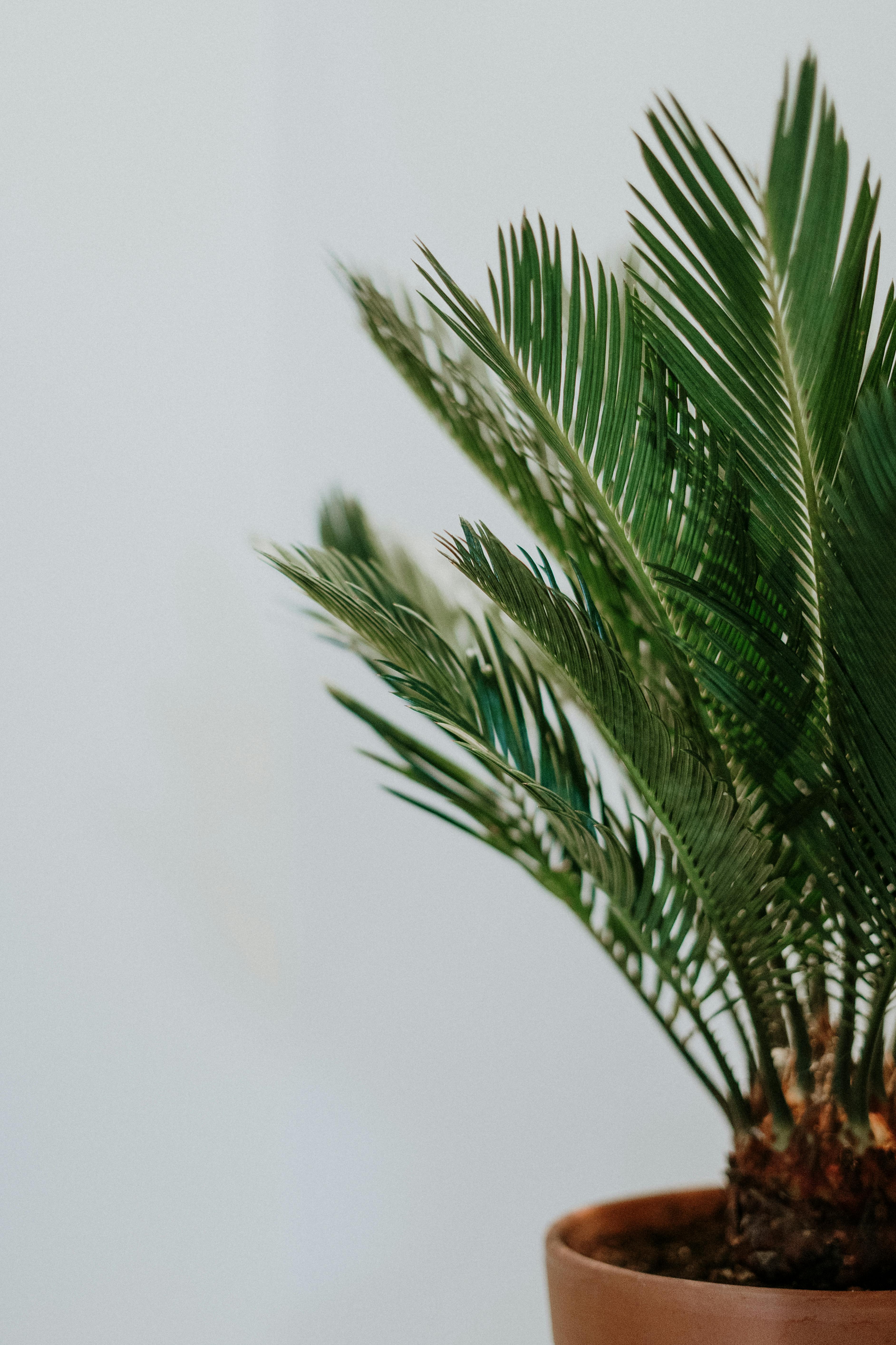 Green Leaf Plant On Pot · Free Stock Photo