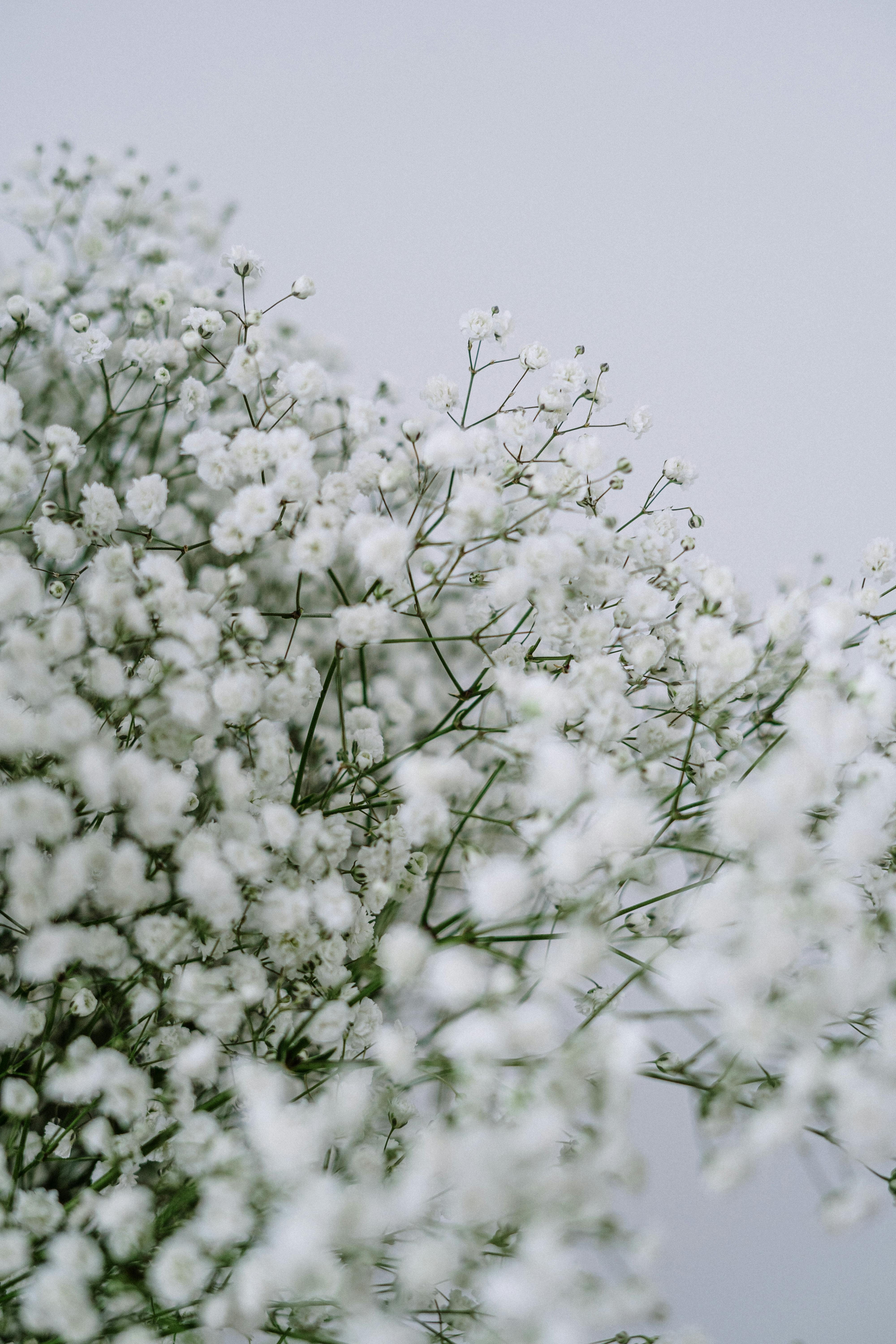 50 Free White Flower Aesthetic Wallpaper For Your Phone  Green Thumb  Diaries