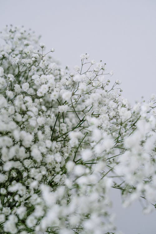 White Flowers Under White Sky