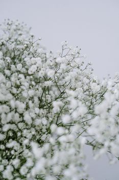 精致的天葵花特写在柔和、中性的背景下