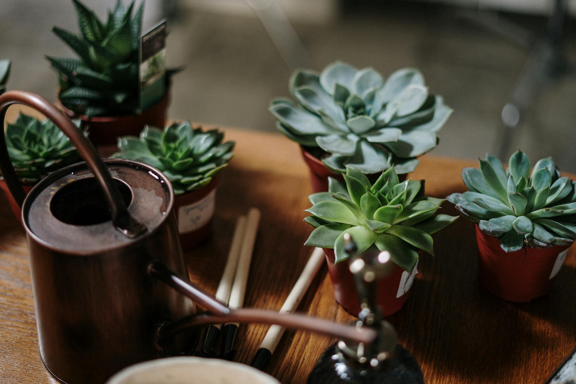 Beautiful green succulent plants arranged in brown clay pots