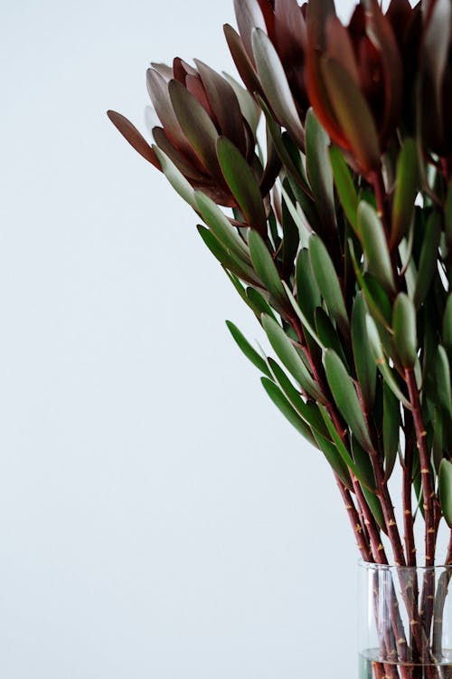 Free Photo of Plant in Glass Vase Stock Photo