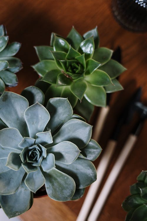 Free Green Succulent Plants in Pot Stock Photo
