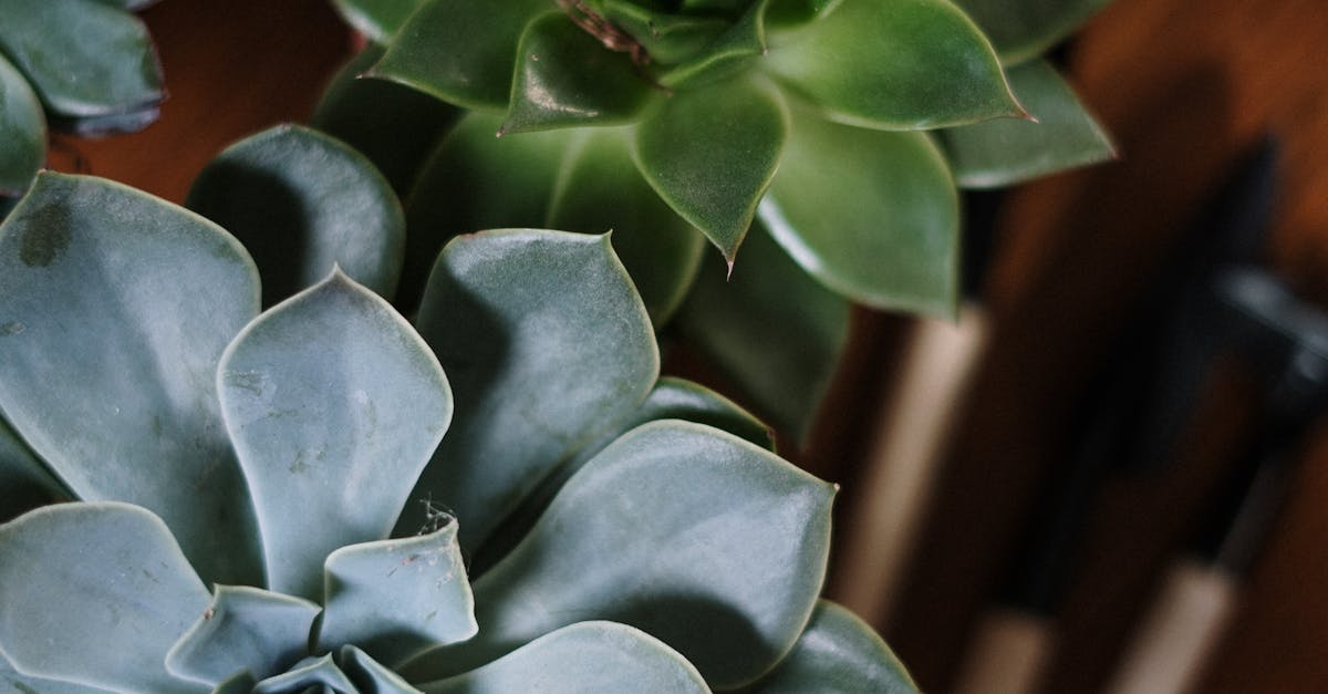 How to get succulents to grow faster
