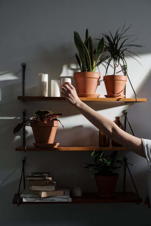 Gratis stockfoto met bloempot, bloempotten, boeken