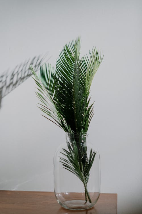 Free Green Palm Plant in Glass Vase Stock Photo