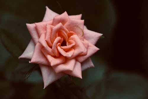Pink Rose in Bloom Close-Up Photography
