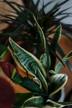 Vibrant potted houseplants featuring snake plant and foliage indoors.