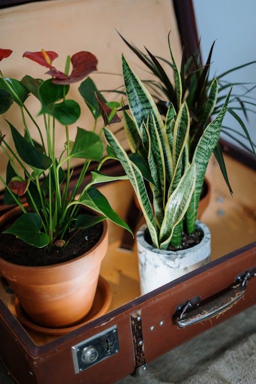 Free Photo of Green Plants in Suitcase Stock Photo