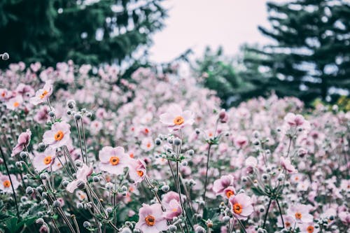 Free Shallow Focus Photo of Pink Flowers Stock Photo