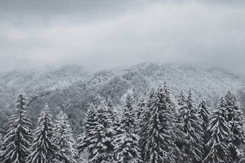 Snow Covered Pine Trees and Mountains