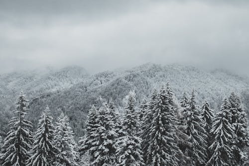 Ilmainen kuvapankkikuva tunnisteilla flunssa, harmaasävyt, havupuut