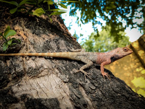Photo of Iguana on Tree Trunk