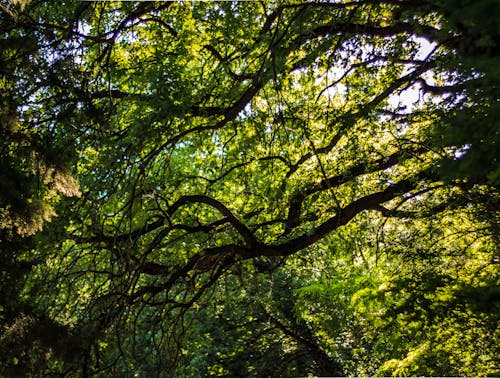 Fotobanka s bezplatnými fotkami na tému alberi, foglie, serenity ©
