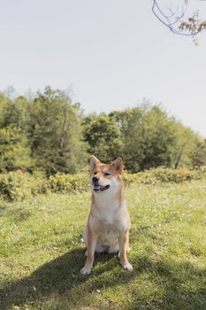 阳光明媚的公园草地上，一只可爱的柴犬坐着，充满了夏日氛围