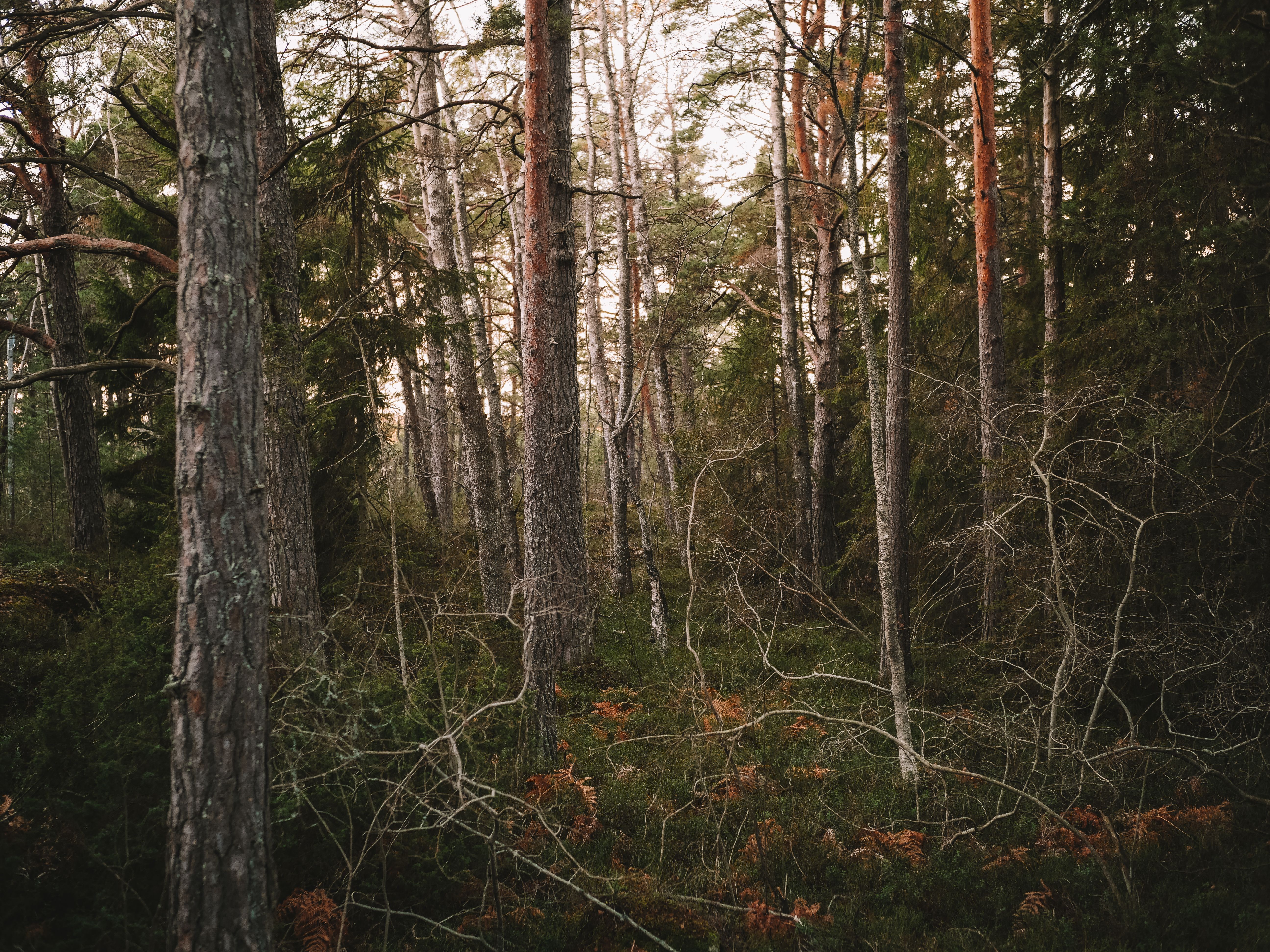 Genrebild — Natur
