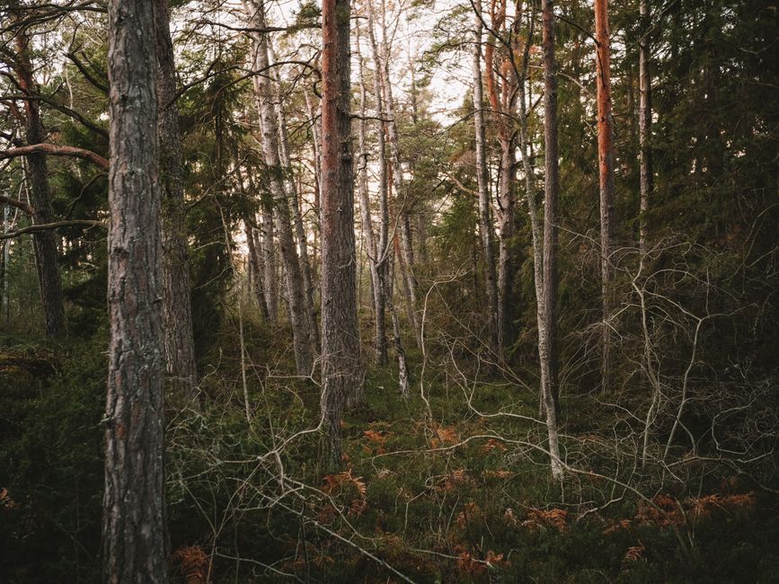 Genrebild — Natur