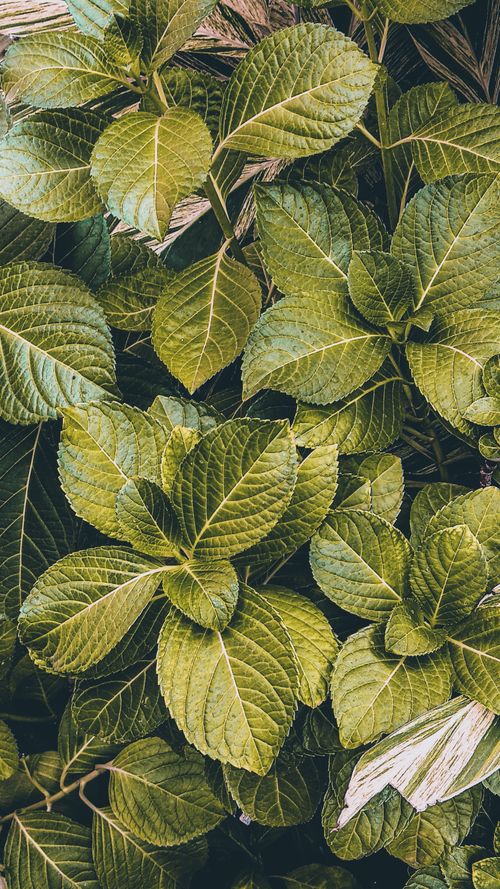 Free Close-up of vibrant green leaves with distinct vein patterns, ideal for eco-themed projects. Stock Photo