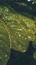 Water Droplets on Green Leaf