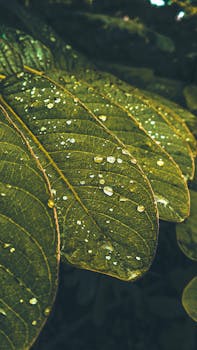 Vibrant green leaf with glistening water droplets, detailed and fresh close-up view.