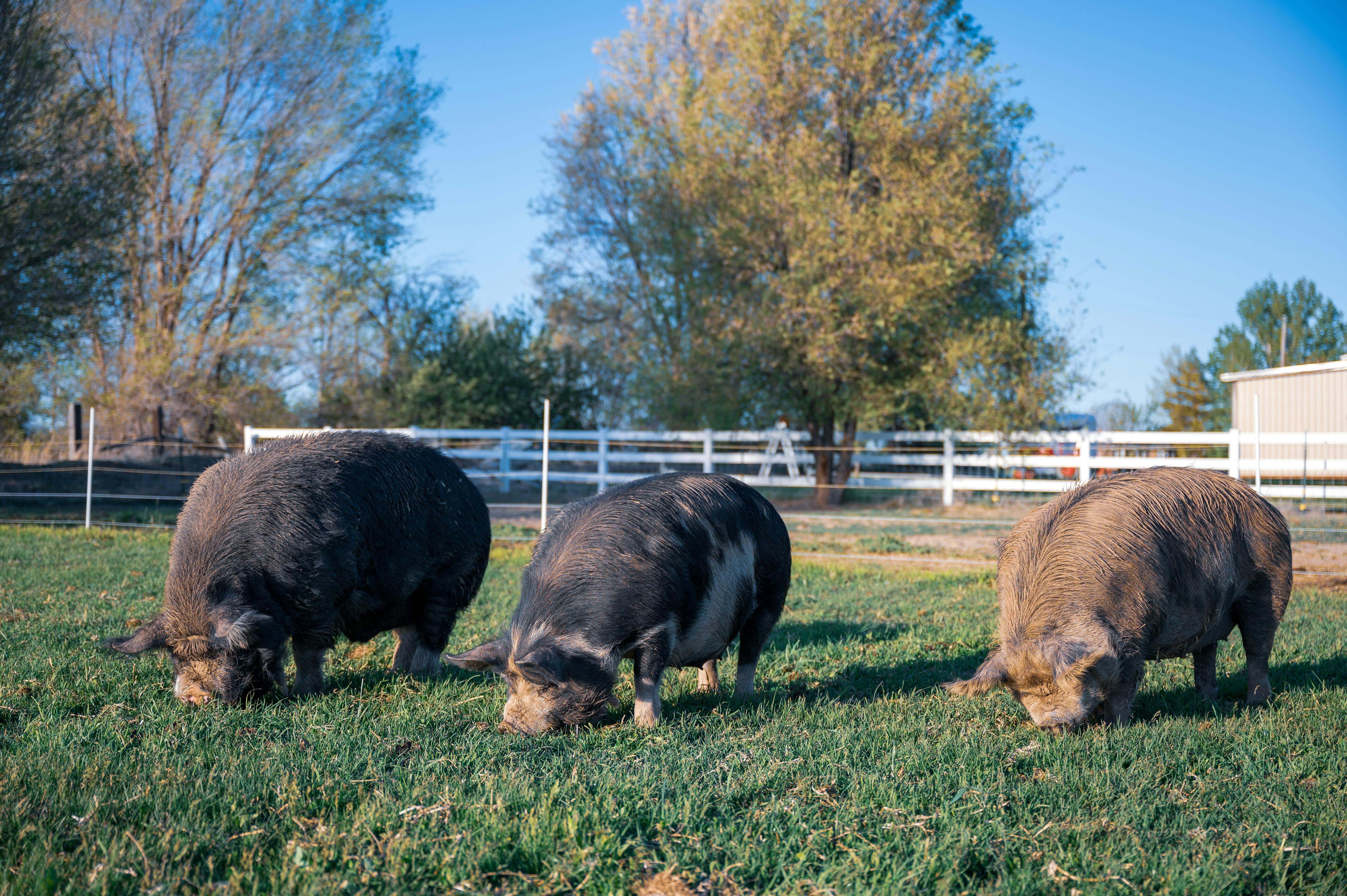 pigs eating grass in pasture on farm