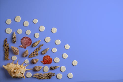 Overhead view of assorted decorative dry sea shells and corals with ribbed surface on bright background