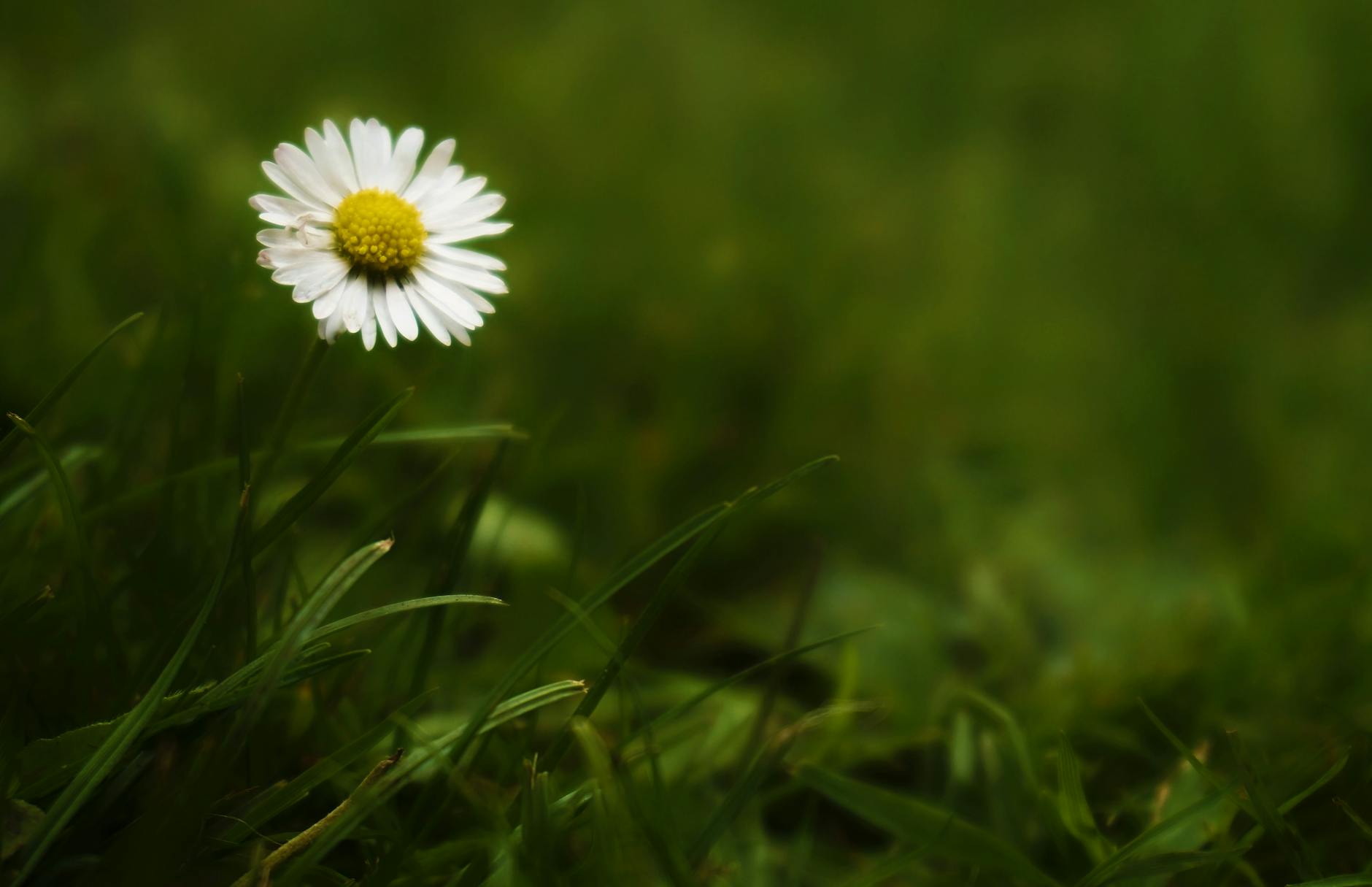 White Daisy in Bloom · Free Stock Photo