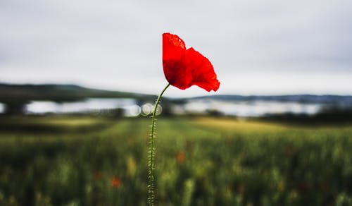 Бесплатное стоковое фото с дикие маки, зерновое поле, красные цветы