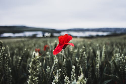 Бесплатное стоковое фото с зерновое поле, красные цветы, мак