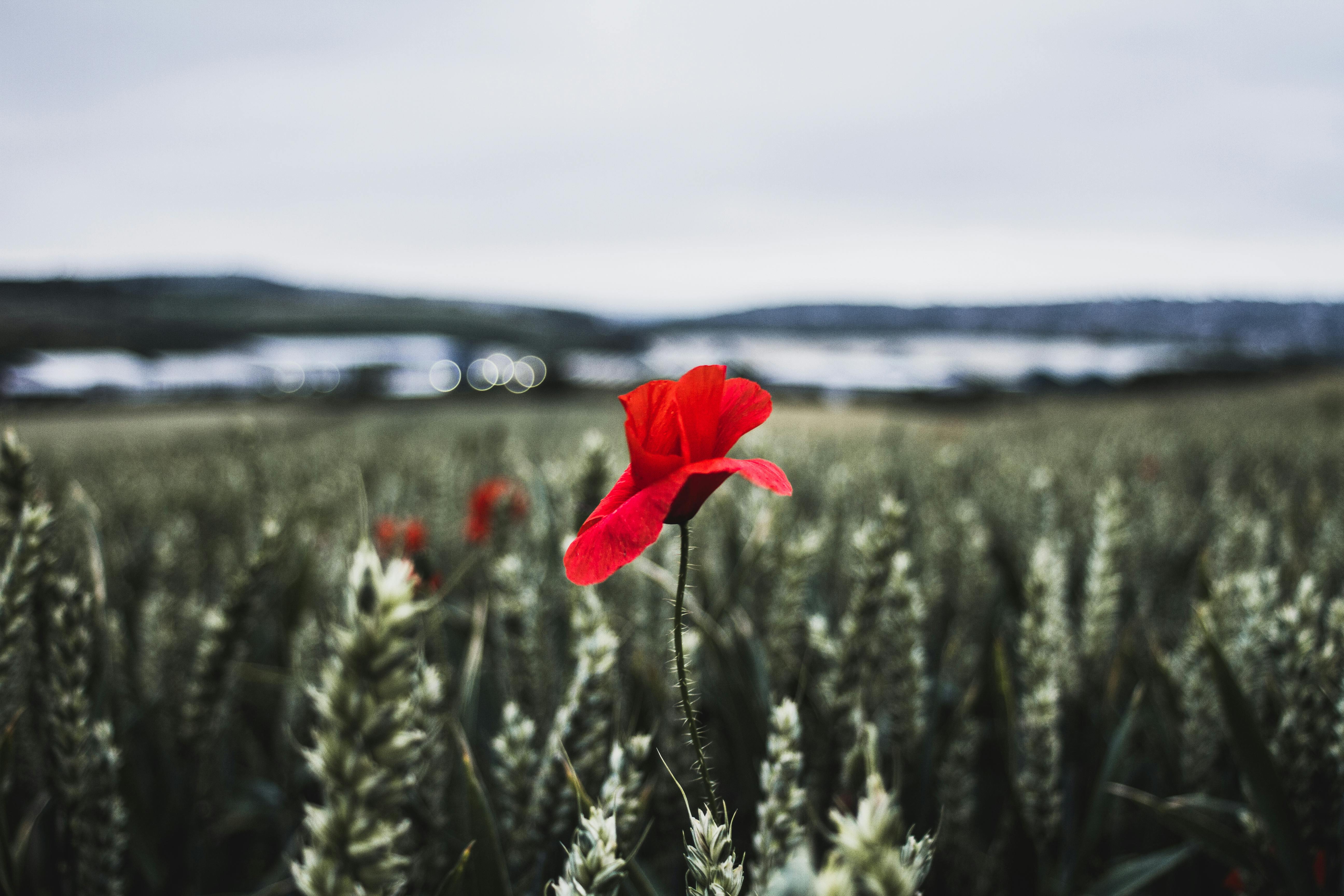 Free Stock Photo Of Cornfield Desktop Backgrounds Desktop Wallpaper