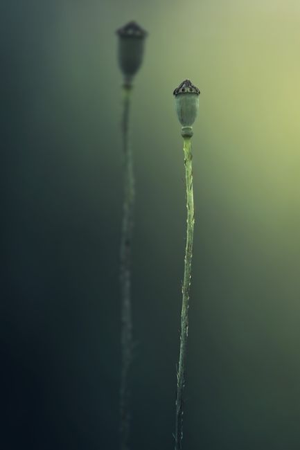 Plants with unopened buds growing on thin stalks in garden on blurred background