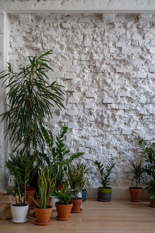 Green Plant Beside White Concrete Wall