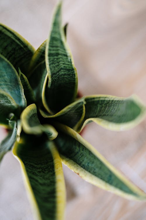 Green and Yellow Plant in Close Up Photography