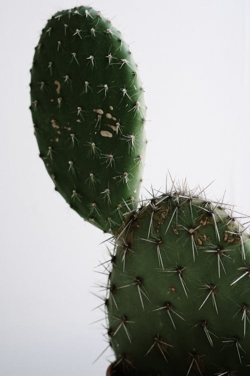 Green Cactus With White Background