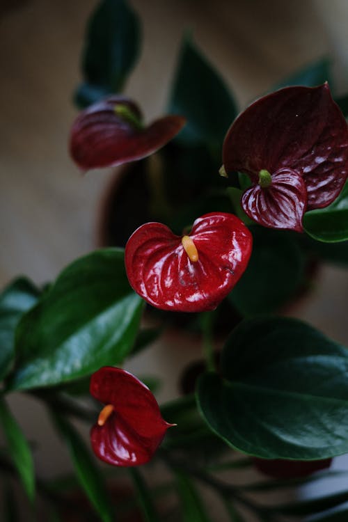 Red and White 5 Petaled Flower