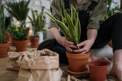 The Home-Plant Hobby Boom: How Weather Shapes Family Routines