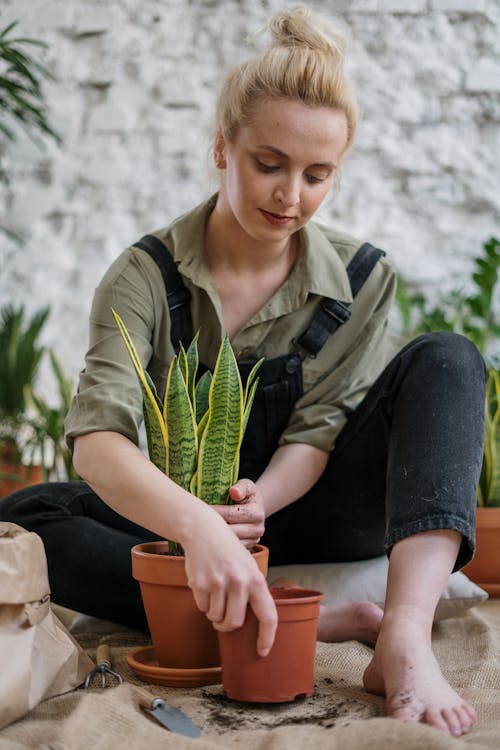 Gratis stockfoto met bloempot, blondine, bodem