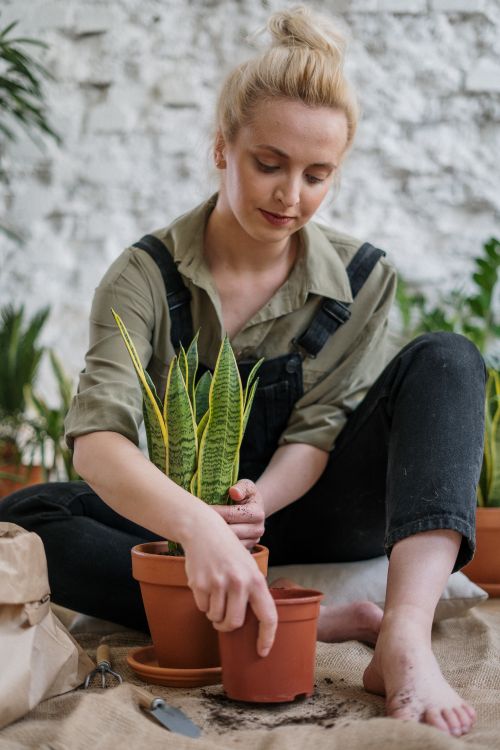 Free A woman potting a snake plant indoors, showcasing home gardening with organic techniques. Stock Photo