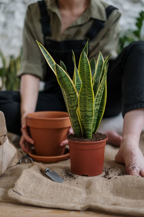 Person in Black Shorts Standing Beside Green Plant