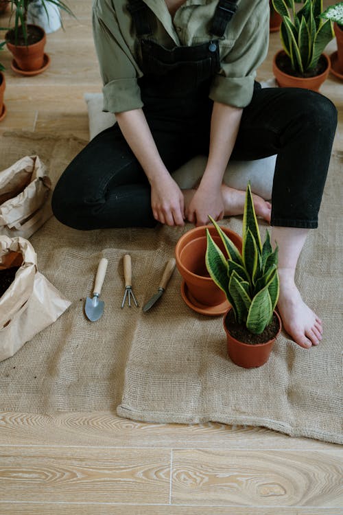 Gratis arkivbilde med anlegg, blomsterpotter, dyrking