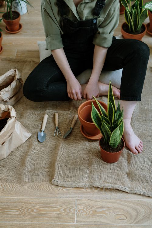 Free Young adult potting a snake plant indoors with tools and soil. Stock Photo