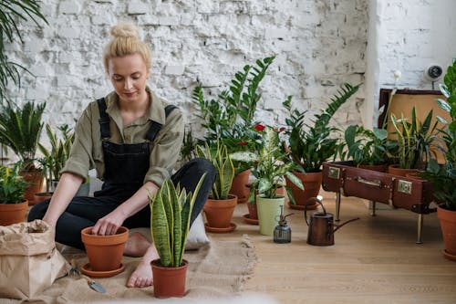 Základová fotografie zdarma na téma blond, bylinka, bylinky