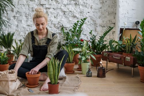 Free A woman arranges potted houseplants, creating an inviting indoor garden scene. Stock Photo