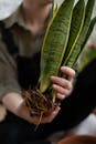 Person Holding Green Leaf Plant