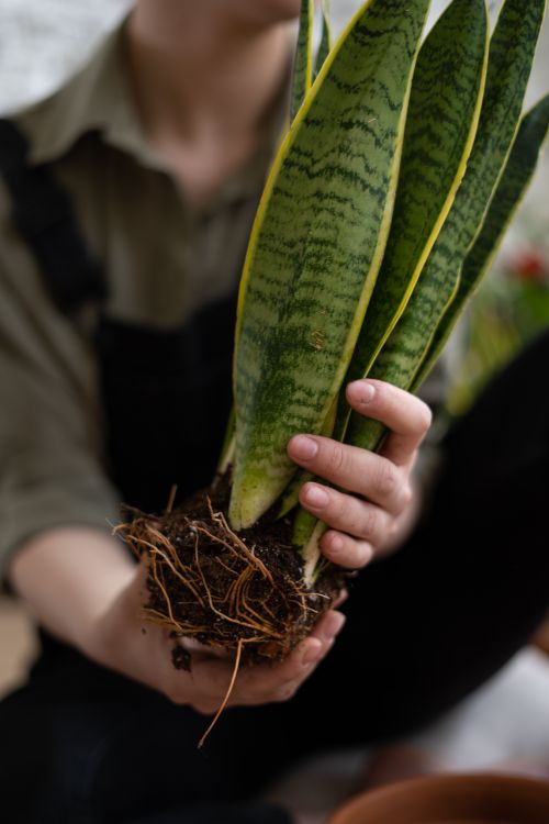 Free Close-up of a snake plant being held for repotting. Ideal for home gardening themes. Stock Photo